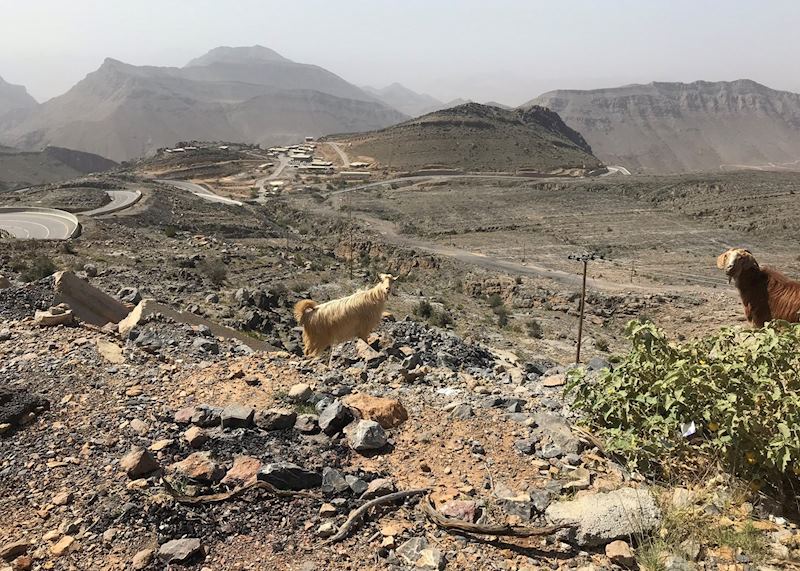 Wild Goats