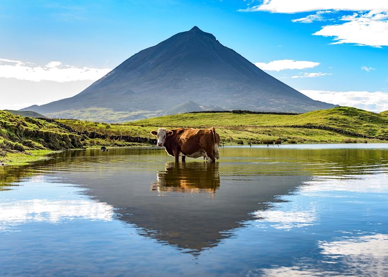 Mount Pico with cow, Pico