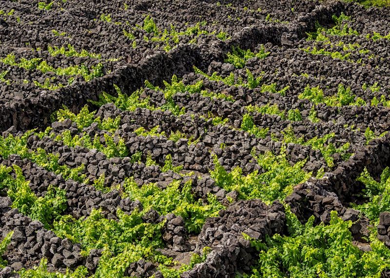 Vineyards, Pico