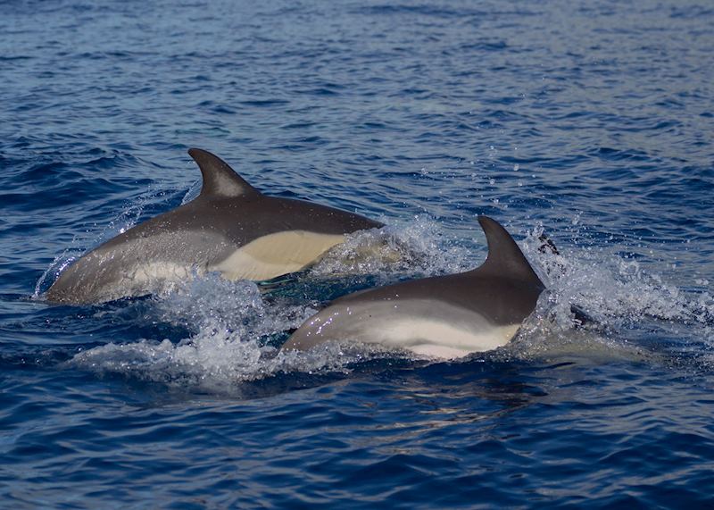 Dolphins, Pico