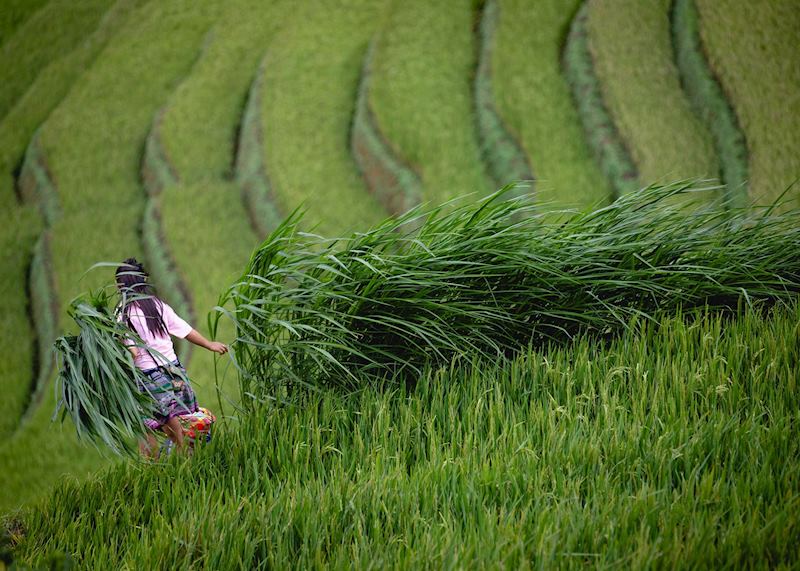 Mu Cang Chai, northern Vietnam