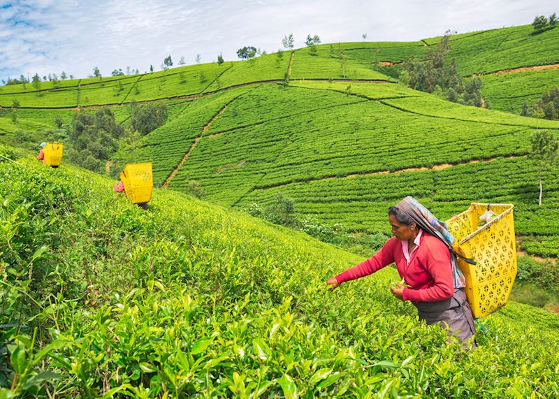 Female Worker at Tea Plantation, Nuwara Eliya, Sri Lanka