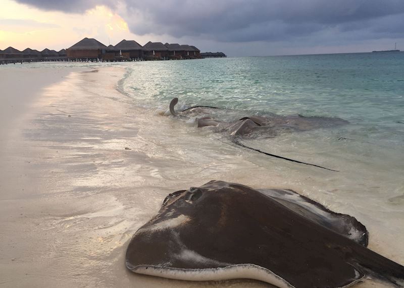 Sting Rays at Huvafen Fushi