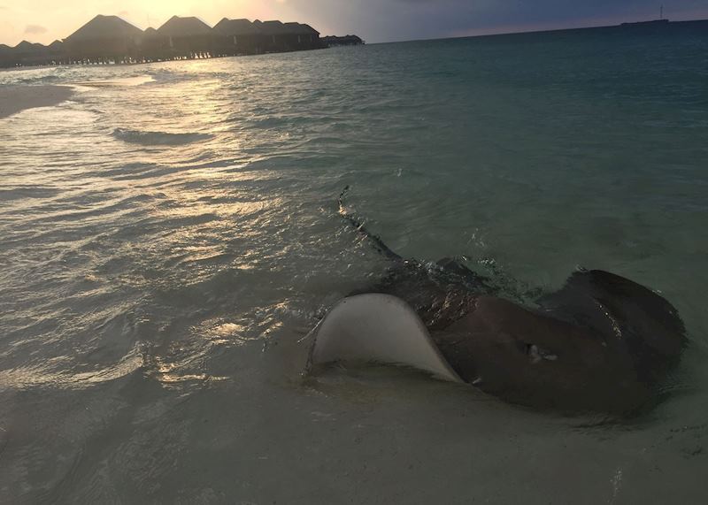 Sting Ray at Huvafen Fushi