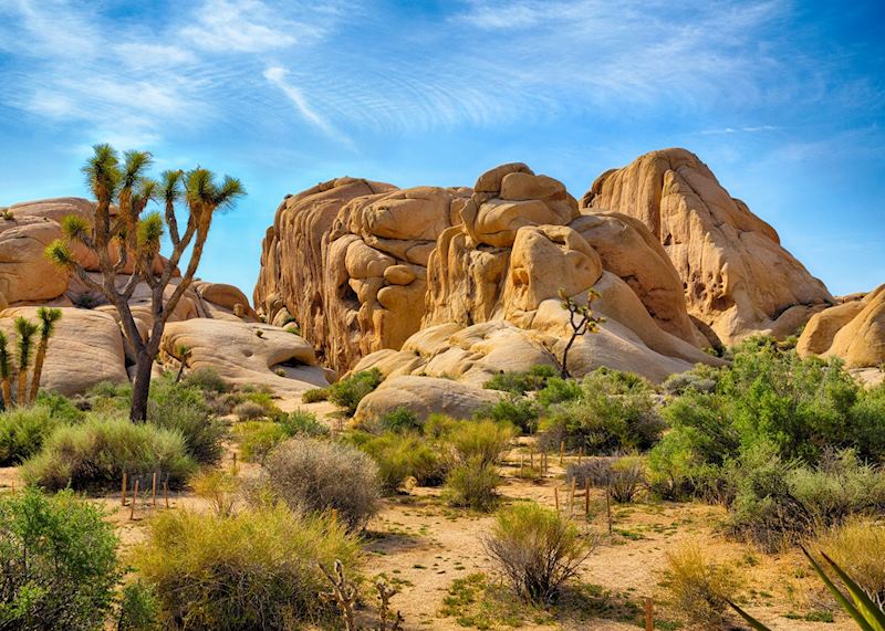 Joshua Tree National Park 