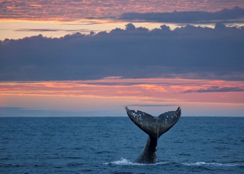 Whale watching