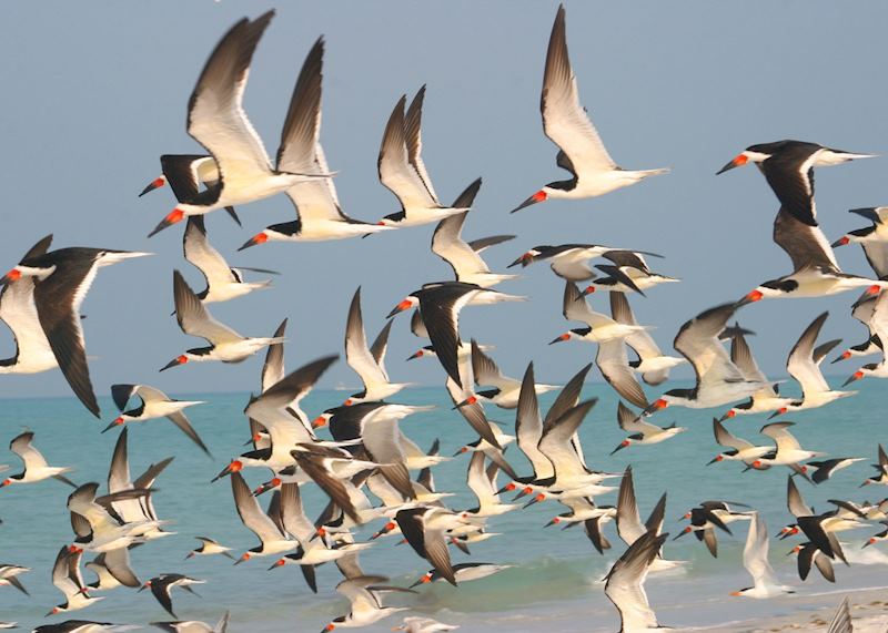 Birds in flight, Anna Maria Island 