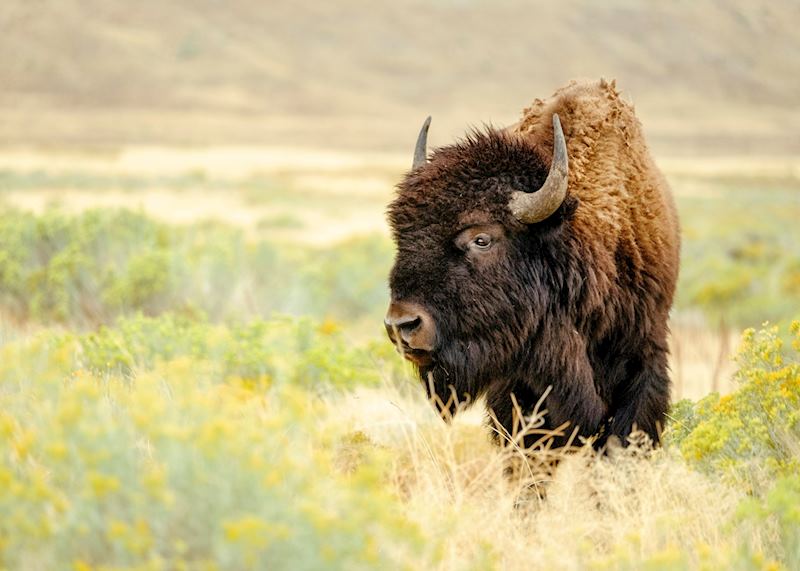 Yellowstone National Park