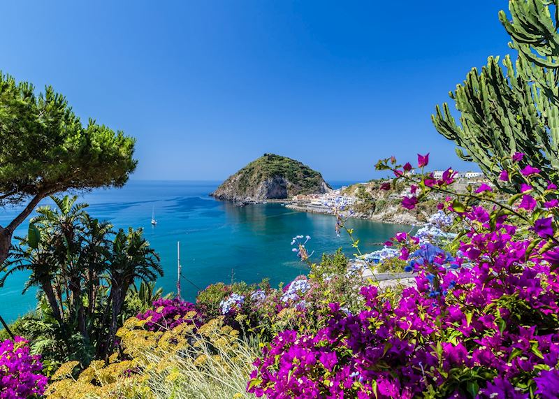 Bougainvillea in Ischia, Italy