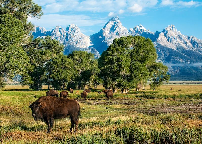 Buffalo herd in Jackson, Wyoming