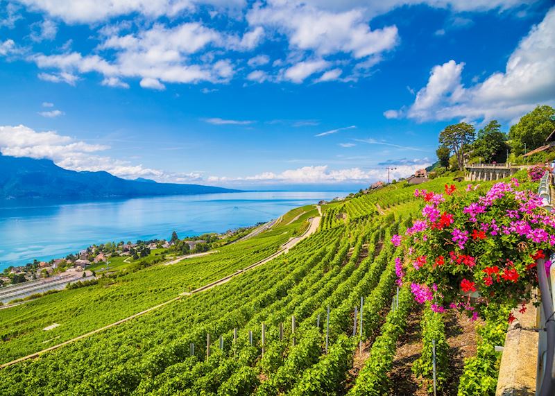 Lavaux wine tour , Montreux