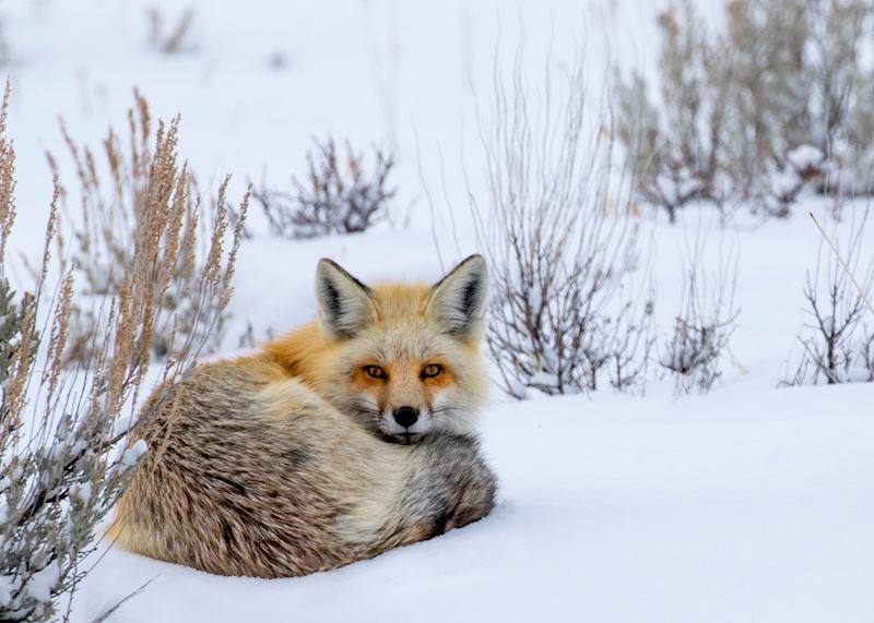 Red Fox in Yellowstone National Park