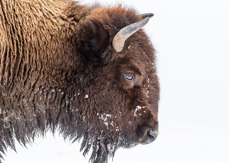 Bison in Yellowstone National Park