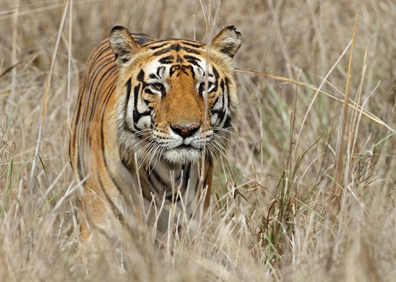 Tiger in the grass at Kanha National Park
