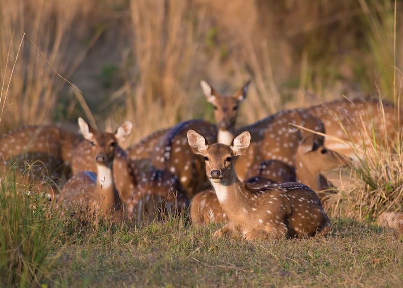 Spotted Deer in Kanha National Park