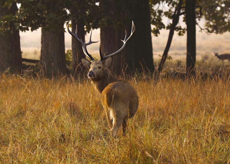 Branderi in Kanha National Park