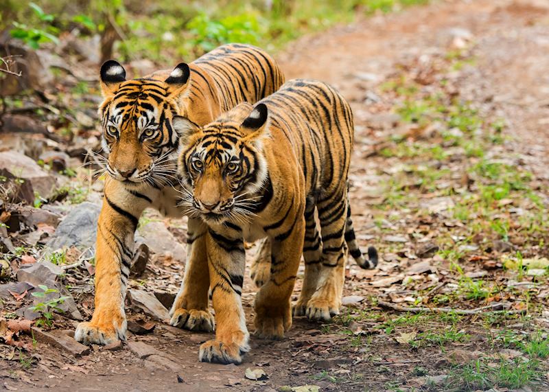 Tigers at Ranthambore National Park