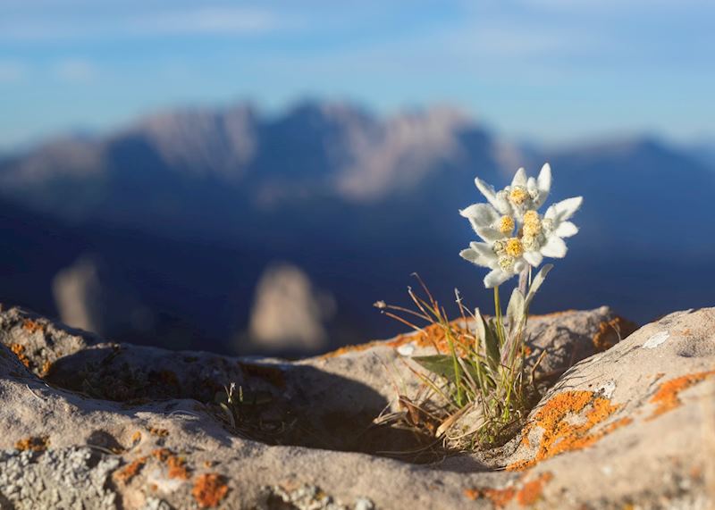 Edelweiss