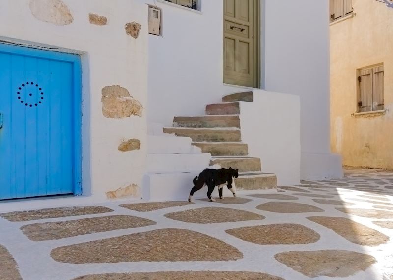 Cat in the street, Paros