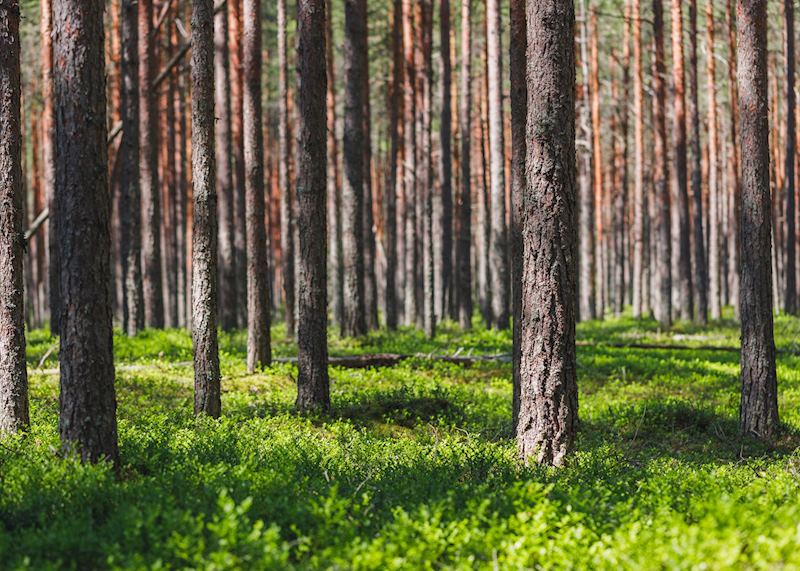 Harads is surrounded by boreal forest