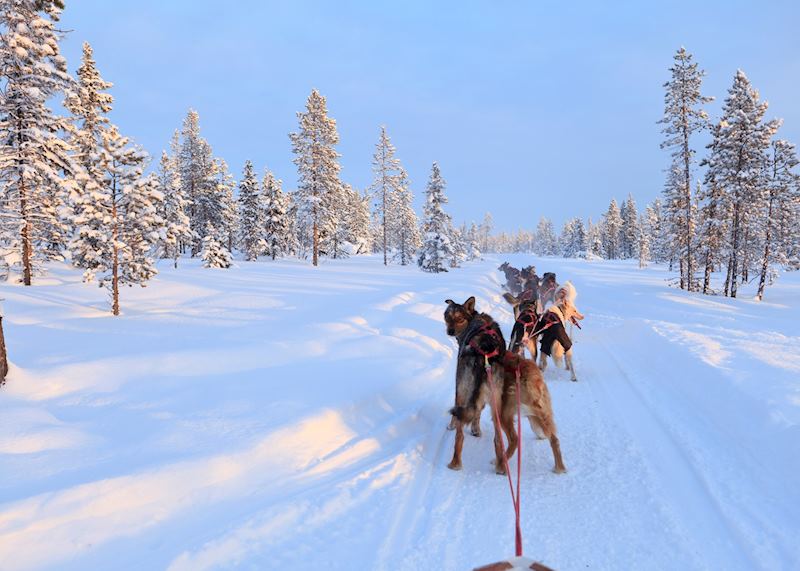 Kiruna dogsledding