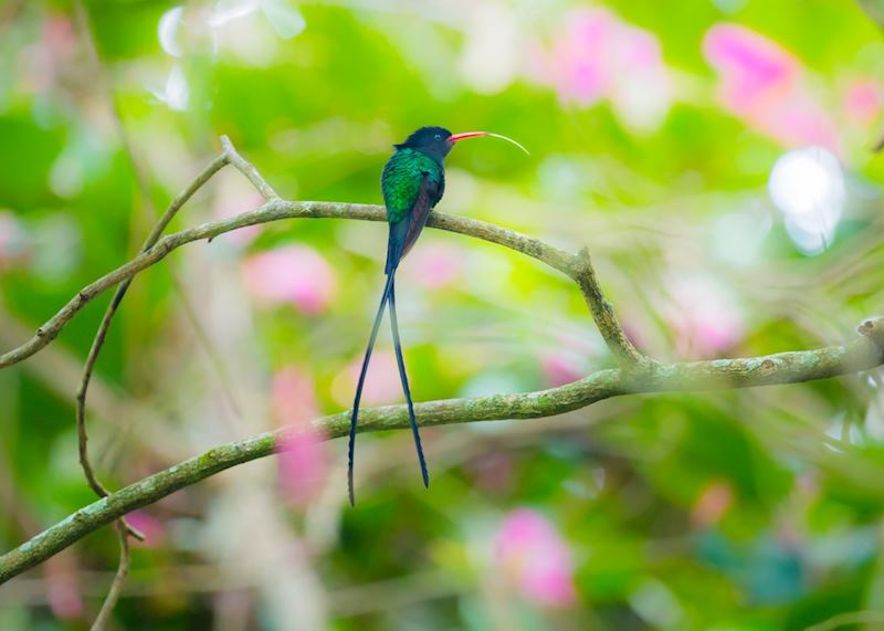 Jamaica hummingbird