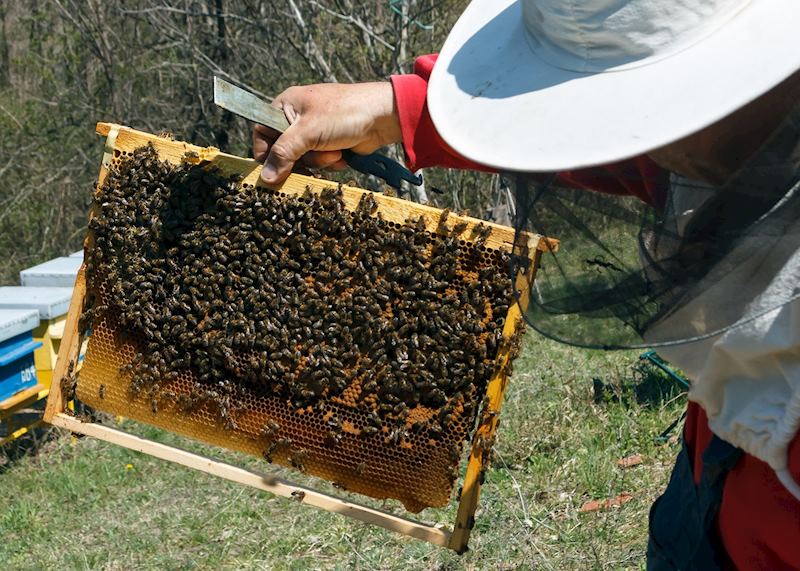 Bees and honeycomb, Troodos Mountains