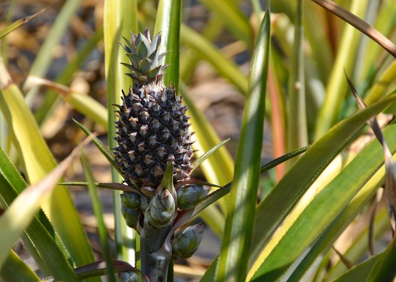 Pineapple plantation