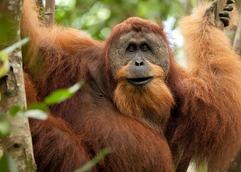 Orangutan in Bukit Lawang