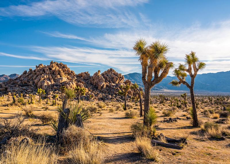 Joshua Tree National Park