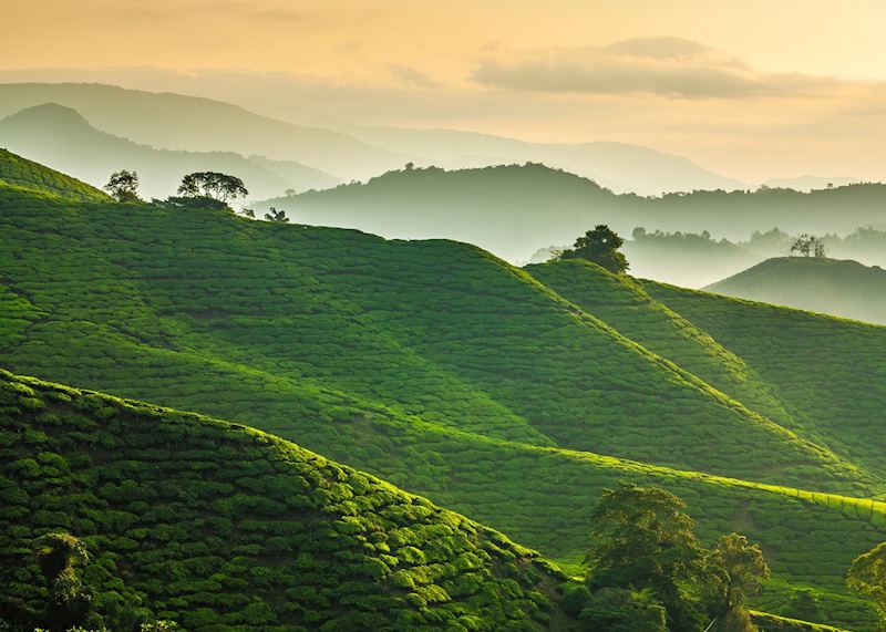 Tea plantation in the Cameron Highlands