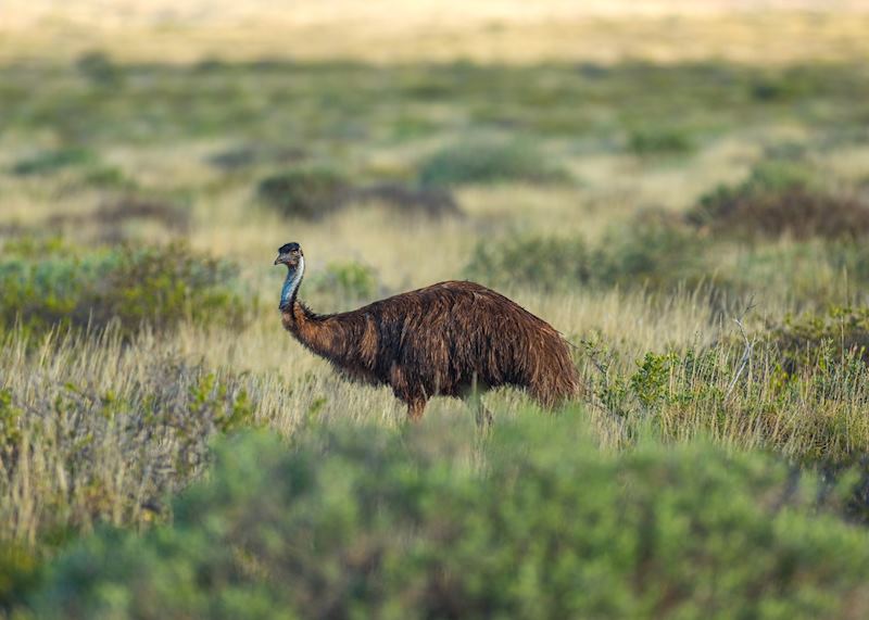 Emu in the Cape Range National Park, near Exmouth
