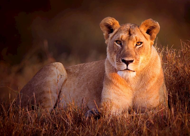 Lioness in the Masai Mara, Kenya