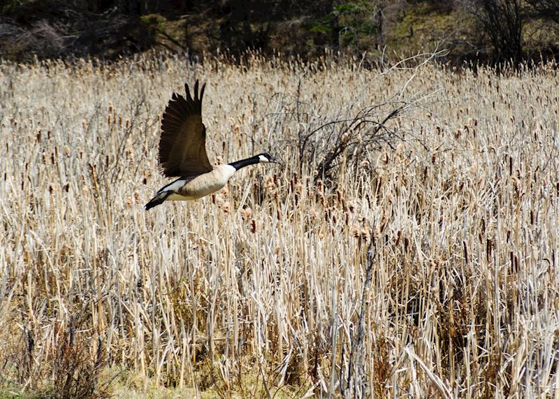 A Canada goose in Cypress Hill Interprovincial Park, Saskatchewan