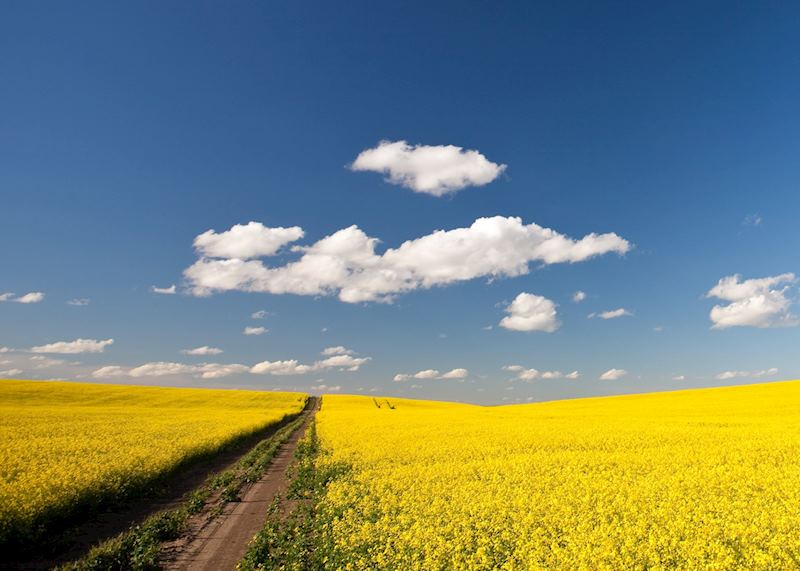 A field of canola, or rape seed, near Moose Jaw, Saskatchewan