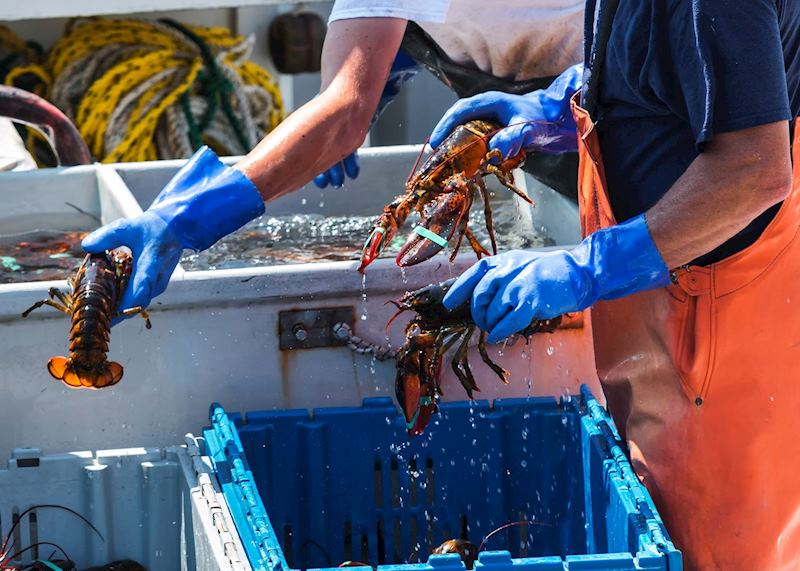 Lobster fishing