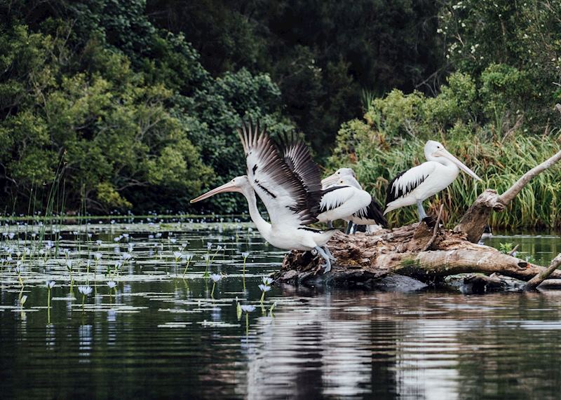 Everglades Eco Explorer