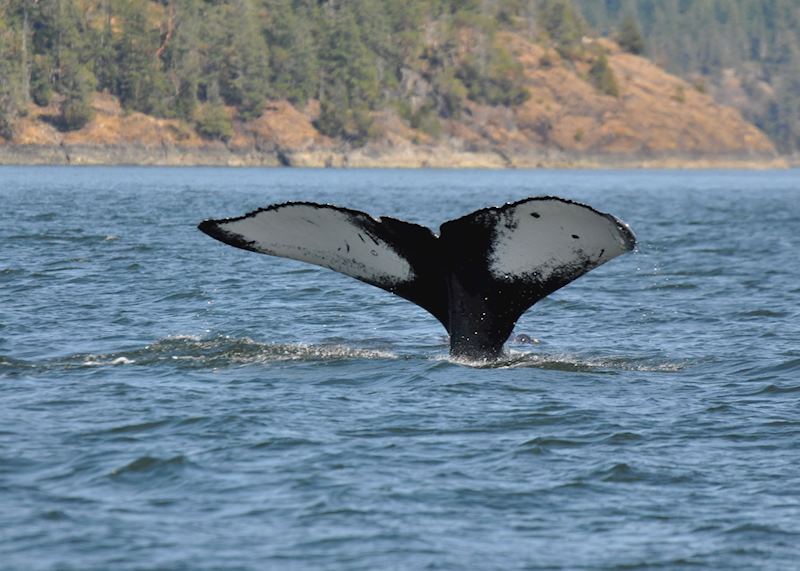Kayaking with whales and wildlife