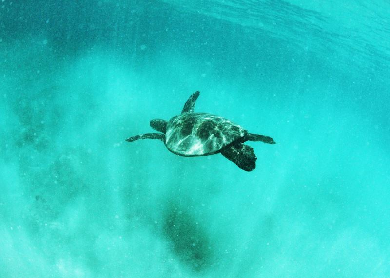 Sea turtle in Hawaii