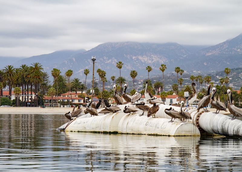 Pelicans in Santa Barbara