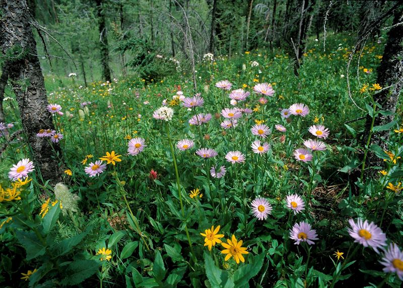 Flowers in Sunshine Meadows