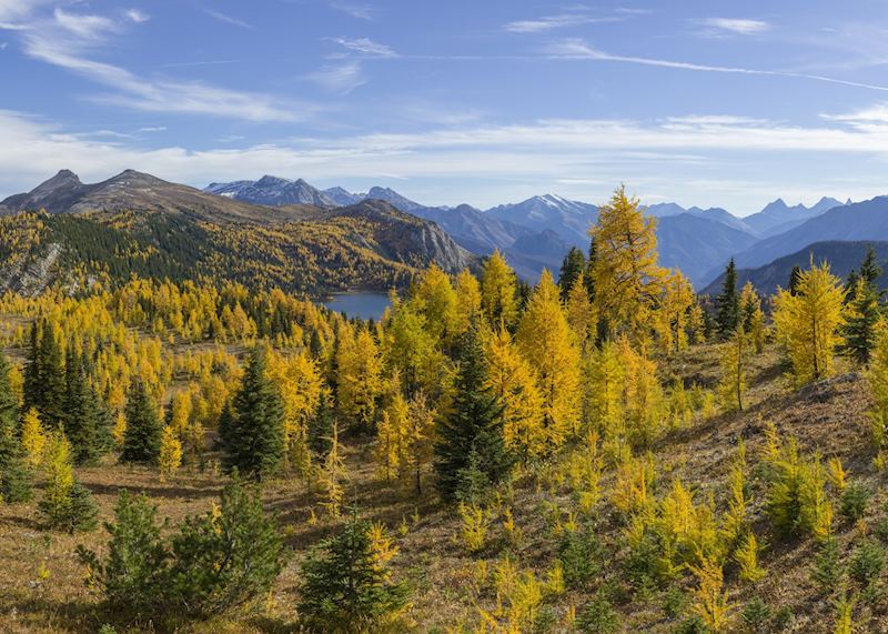Sunshine Meadows larch season
