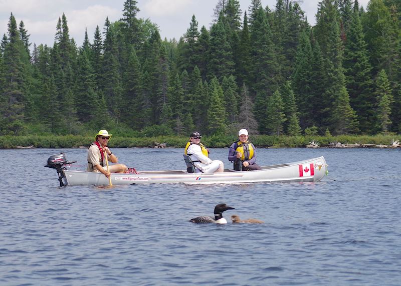 Algonquin motorised canoe tour