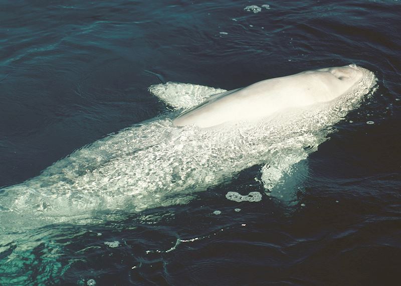 Beluga whale, Saguenay Fjord/St Lawrence River