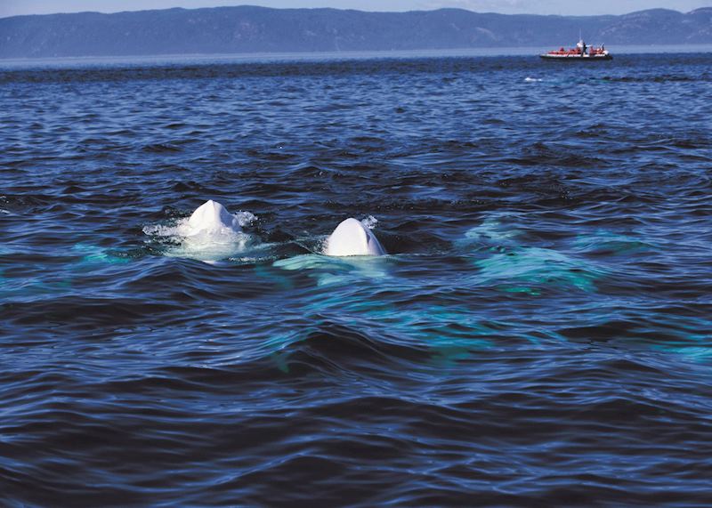 Beluga whales, Saguenay Fjord/St Lawrence River