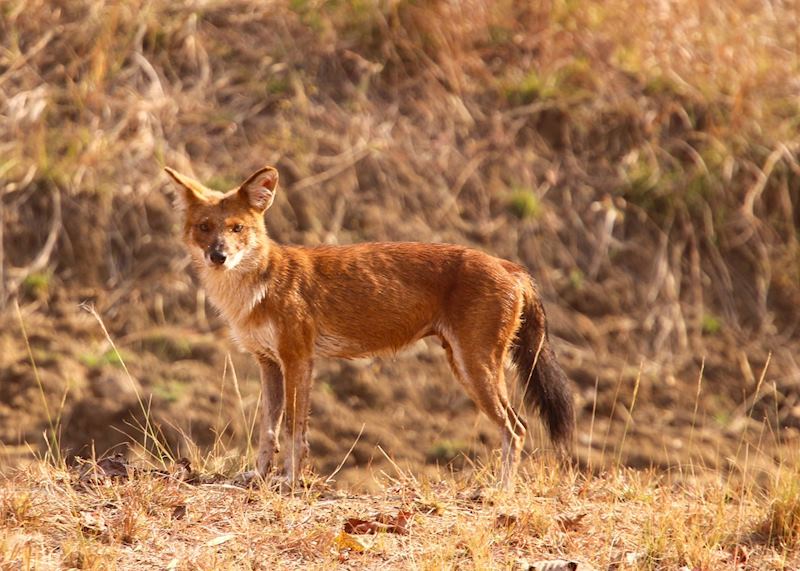 Wild dog in Tadoba National Park
