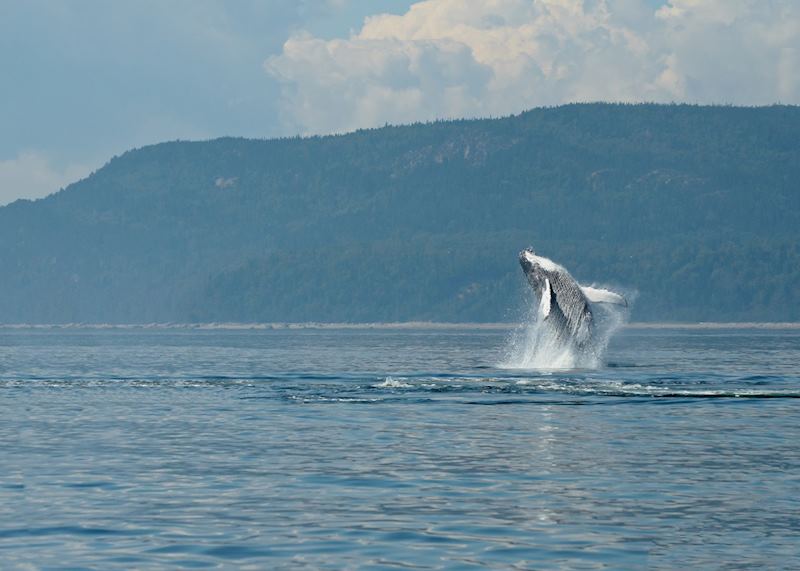 Breaching whale near Tadoussac