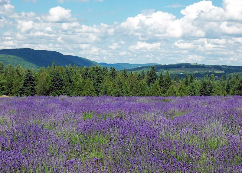 Blue lavender in the Eastern Townships