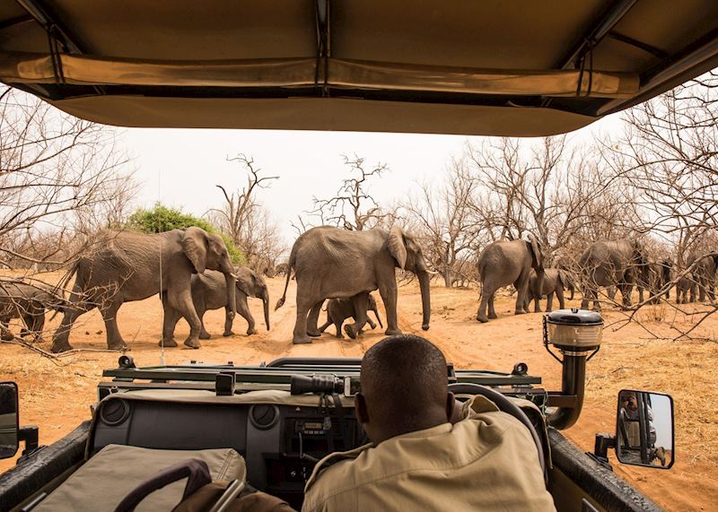 Elephants in Chobe National Park