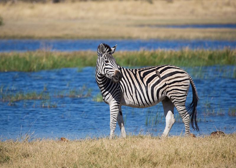 Zebra in the Linyanti Wetlands